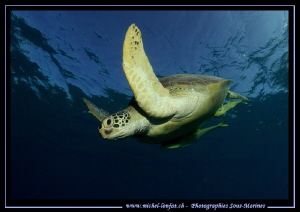 Green Turtle coming back down... :O).. by Michel Lonfat 